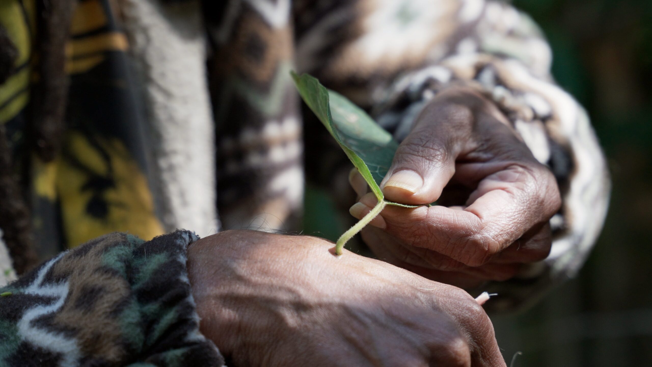 Image of hands holding a plant taken on Buluwai Country.