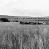 Wheat harvest Allora, circa 1930, Queensland State Archives.